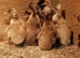 8 x FEMALE Indian Runner Ducklings
