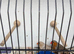 Orange & black mutation zebra finches for sale