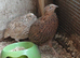 Coturnix quail hatching eggs