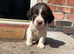 Stunning cocker spaniel puppies