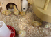 ** QUAIL HATCHING EGGS **