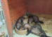 Ferret kits for sale...........reserve ready in about 3-4 weeks
