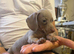 Miniature dachshund
