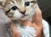 Domestic shorthair kittens