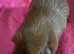 Guinea pig sows