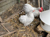 Lavender Pekin bantams