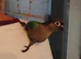 Conure parrot