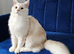 Maine Coon kittens