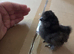 silkie usa chicks