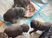6 Beautiful French Bulldog Puppies - Lilac, Blue & Blue Merle
