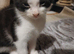 Male white kitten with black ears & tail