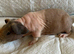 Skinny pig babies boys and girls.