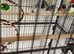 Gouldian finches