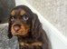 Cocker spaniel puppy’s