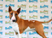 Stunning English bull terrier puppies for sale