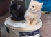 Playful Kittens for sale, from 35.00 pounds.