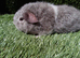 Boar guinea pigs