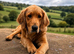 Spangold boys looking for new home!