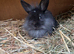 Lionheads