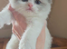 Gorgeous chunky ragdoll kittens