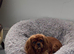 Adult Cavalier KC Spaniel Female