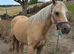Welsh sec b mare