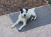 Jack Russel bitch 10 months old