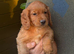 Beautiful Cocker Spaniel Puppies