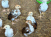 Aseel Chicks & Hen