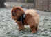 Kennel club registered chow chow stud!!