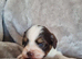 Miniature Daschund x Pomeranian (1 Male/1 Female Available)