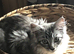 Maine coon kitten
