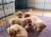Fox red Labrador puppies for sale