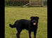 Rottweiler needs new forever home