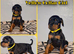 Stunning Dobermann Puppies