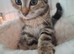 2 male kittens