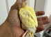 Hand feed Creamino conure