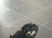 Rehome Brownie