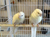 Male Cream Kakarikis
