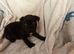 Staffordshire bull terrier pups