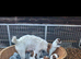 Jack Russel terrier litter
