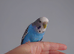 Pair of hand tame female budgies with set up