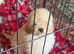 Last Two Toy Poodle Puppies Available &ndash; Ready Now
