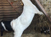 Pygmy X Boer