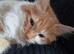 Ginger and White Fluffy Tabby boy 10 weeks old