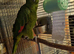 Yellow crested amazon parrot for sale