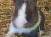 Baby Blue and white Lionhead buck