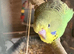 Baby Budgies
