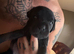 Labrador cross frugs