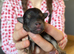 Rare Parti Yorkie Girls + Classic Siblings – 4 Girls & 1 Boy!